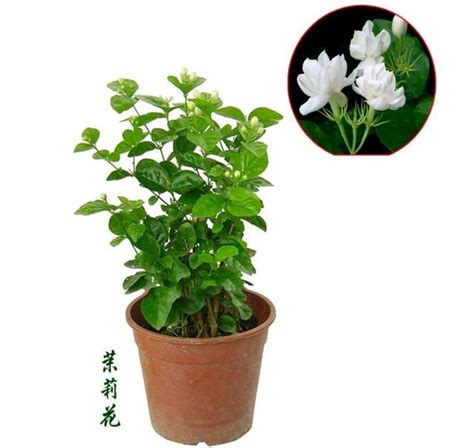 茉莉花種植|請問茉莉花樹好栽種嗎？